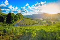 Langhe-Weingebiet Piemont